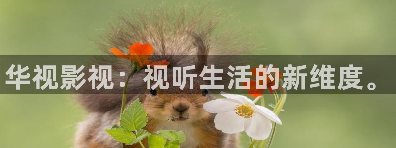 秋霞伦网