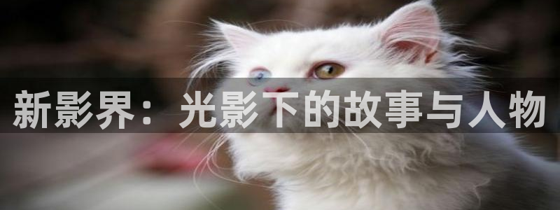 秋霞网站伦理片